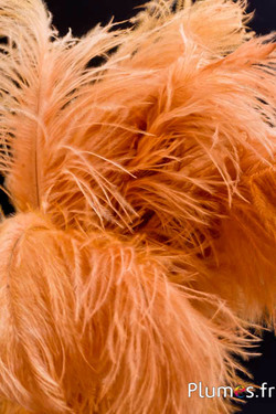Autruche - 30-40 cm - cognac